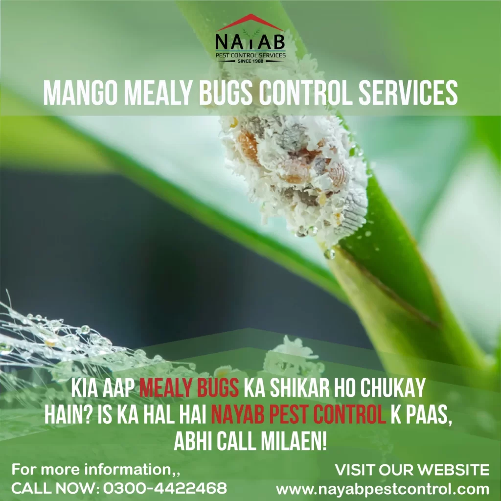 Nayab-Pest-Control-7