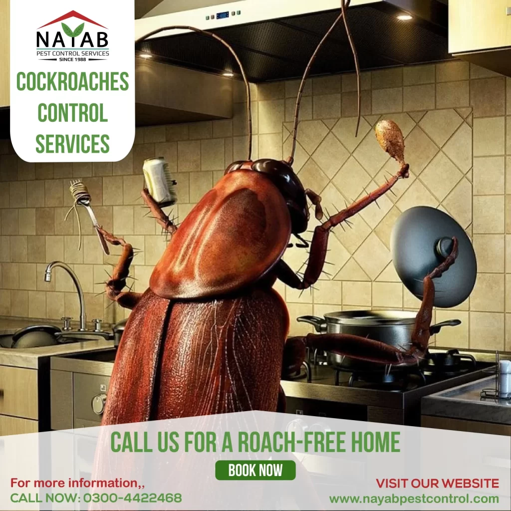 Nayab-Pest-Control-11