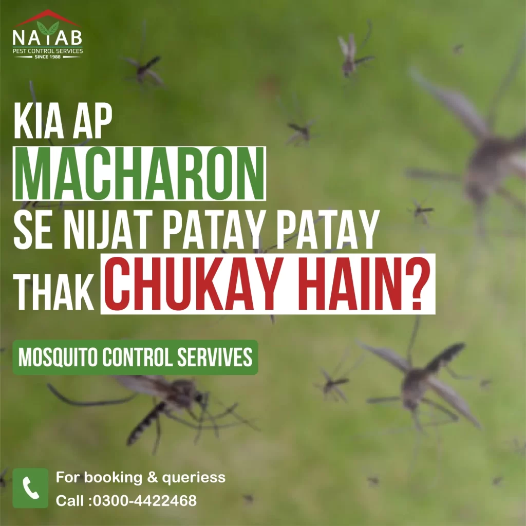 Nayab-Pest-Control-5