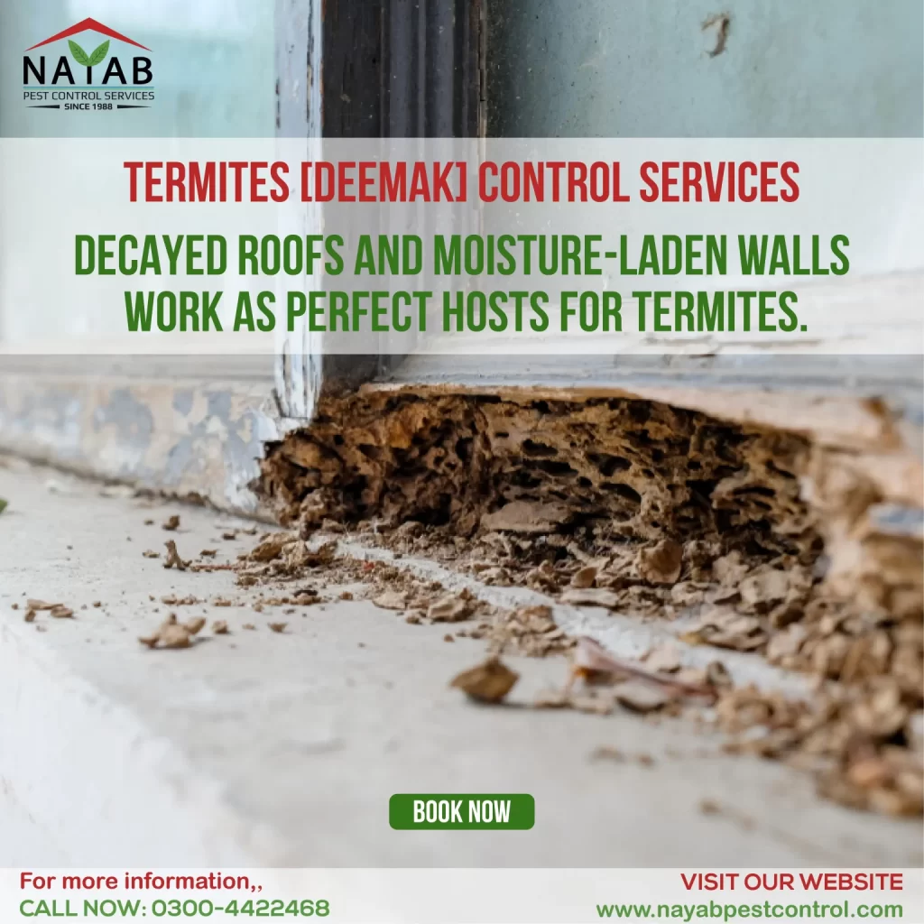 Nayab-Pest-Control-1