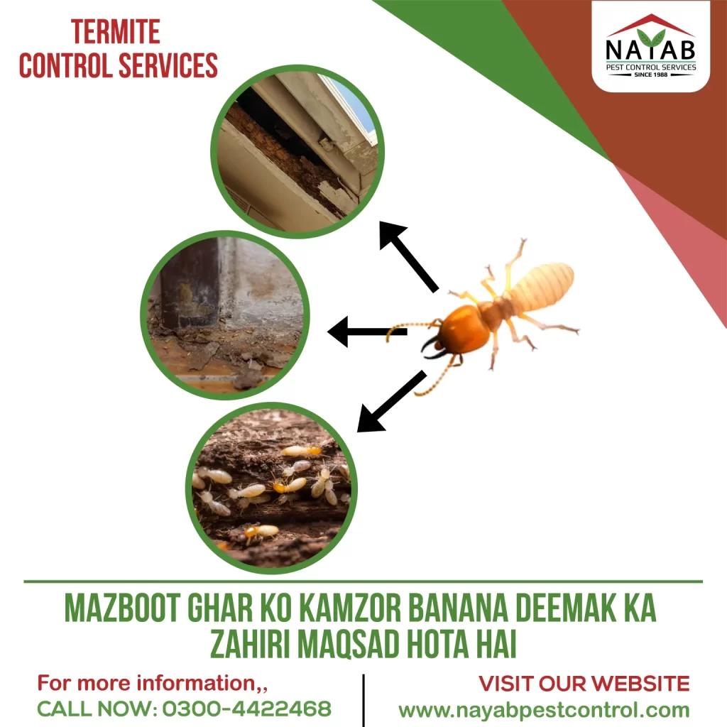 Nayab-Pest-Control-3